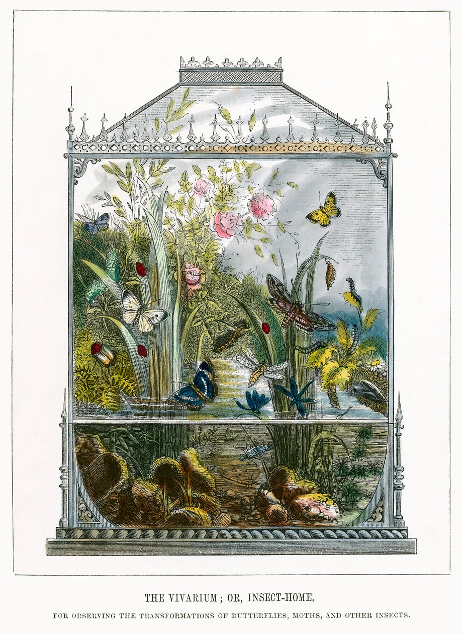 The Butterfly Vivarium by English School