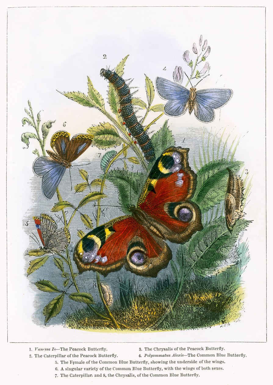 The Butterfly Vivarium by English School