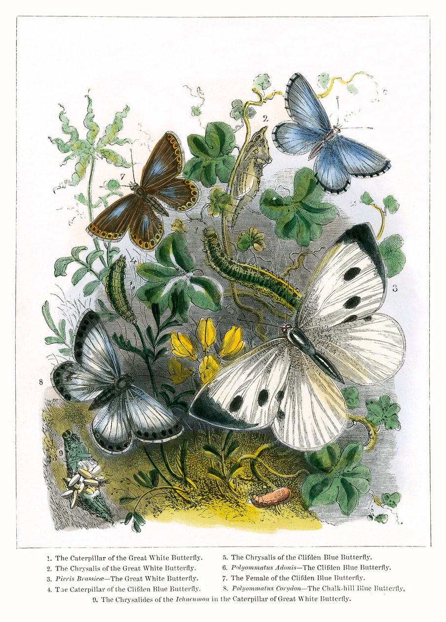 The Butterfly Vivarium by English School