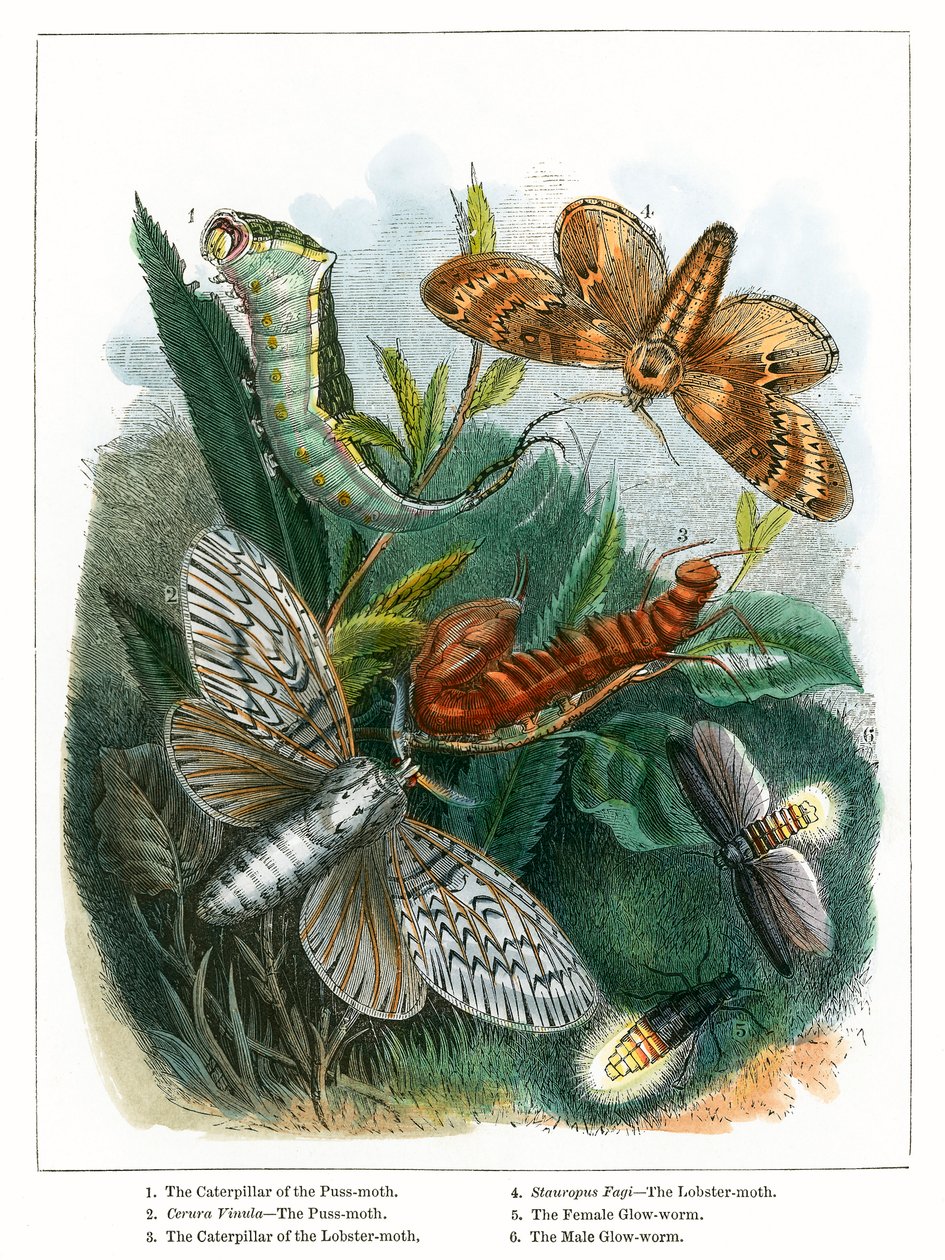 The Butterfly Vivarium by English School