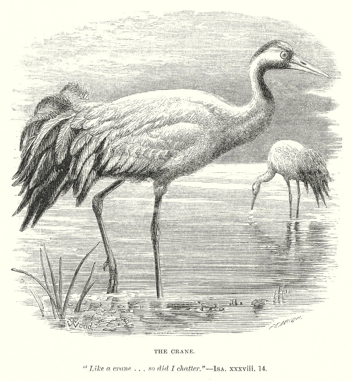 The Crane by English School