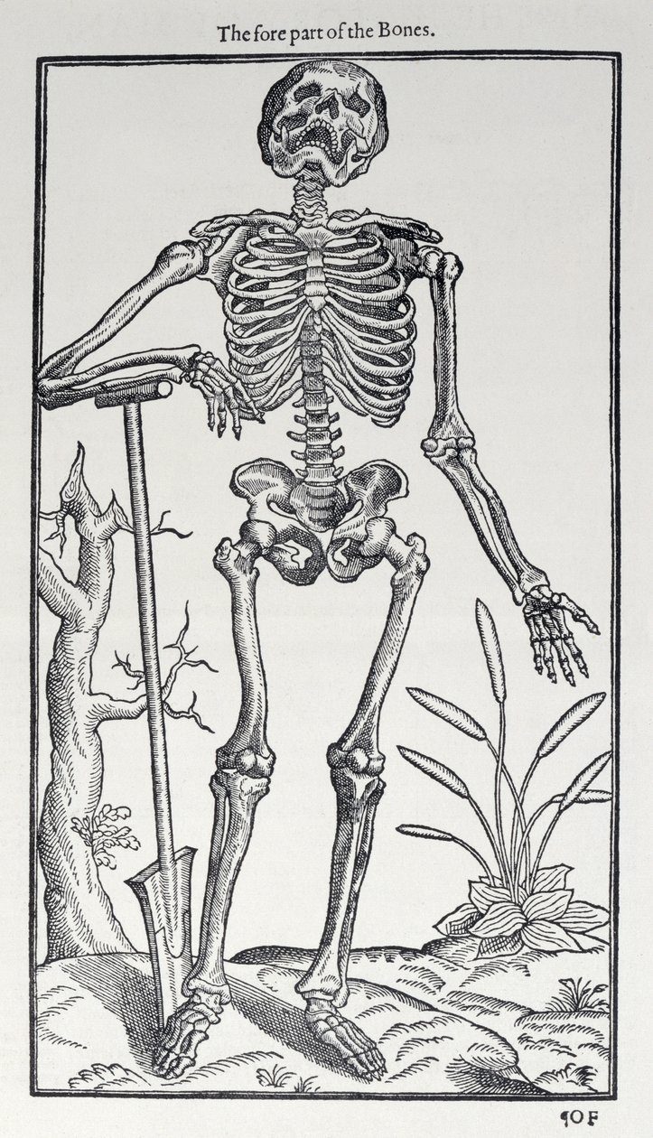 The Fore Part of the Bones, plate from The Historie of Man published by John Banister, 1578 by English School