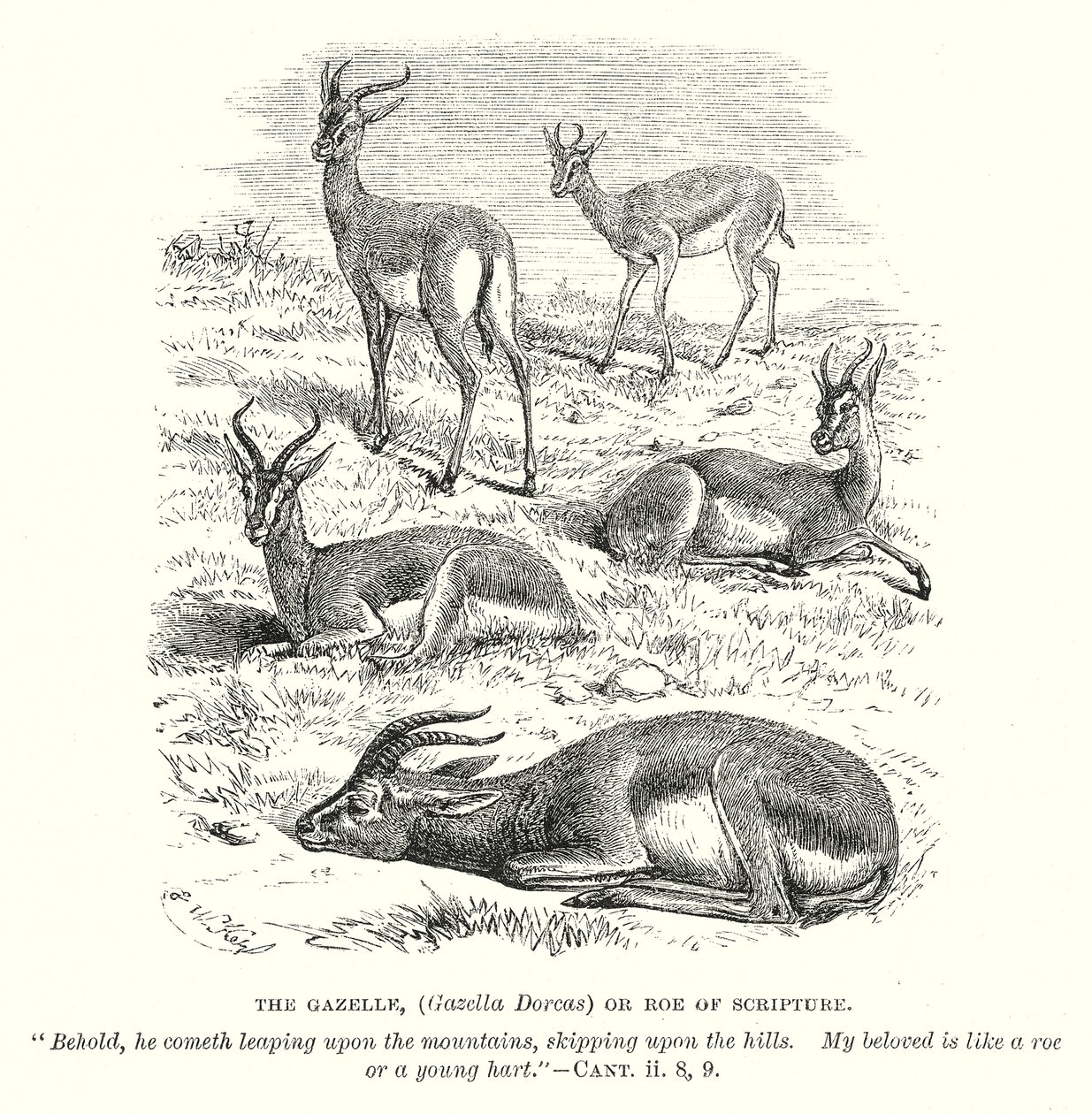 The Gazelle (Gazella Dorcas) or Roe of Scripture by English School