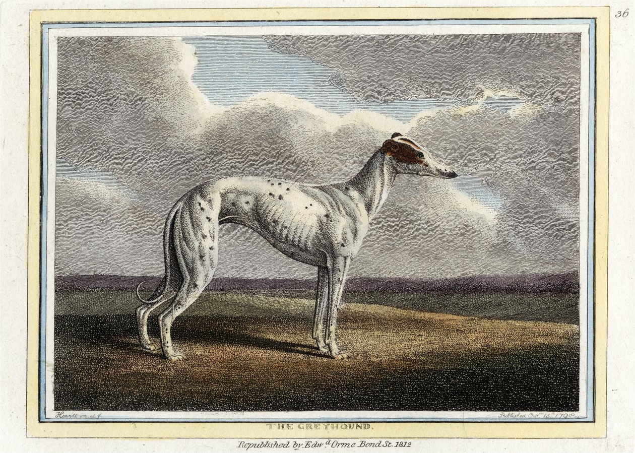 The Greyhound, pub. 1812 by English School