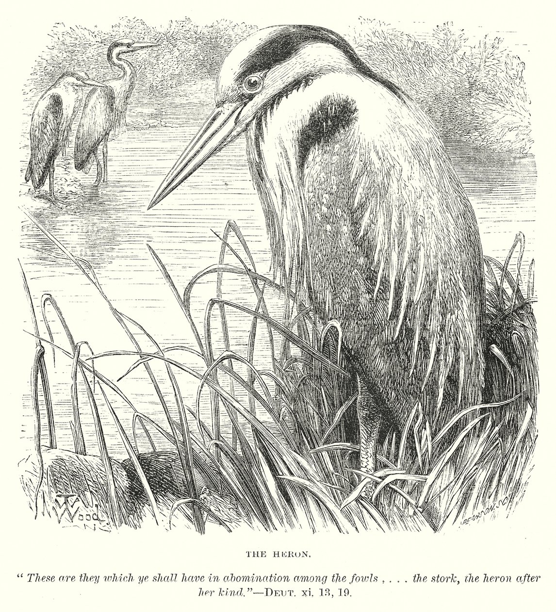 The Heron by English School