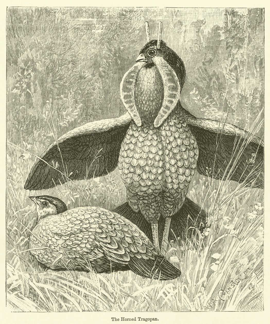 The Horned Tragopan by English School