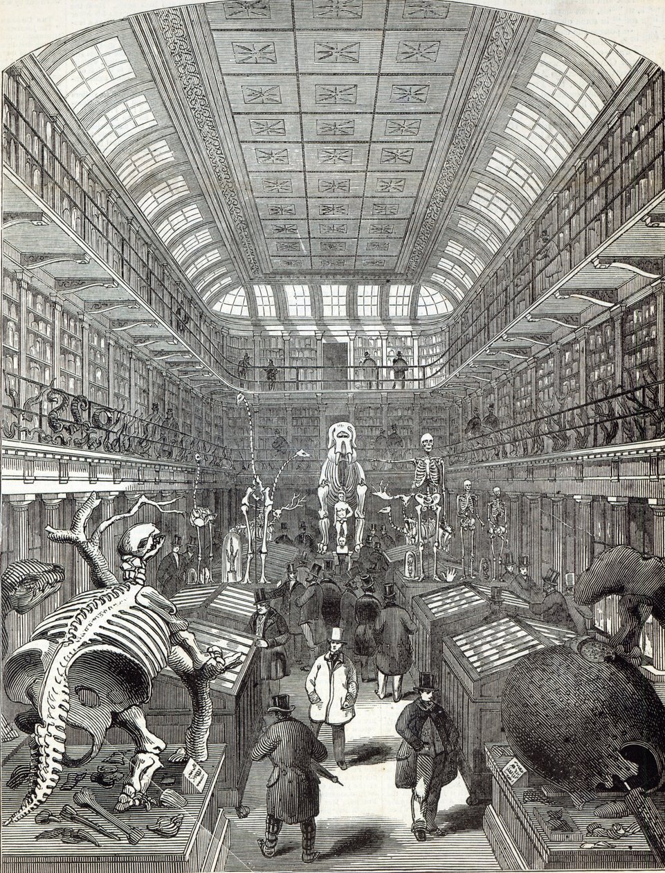 The Hunterian Museum, at the Royal College of Surgeons by English School