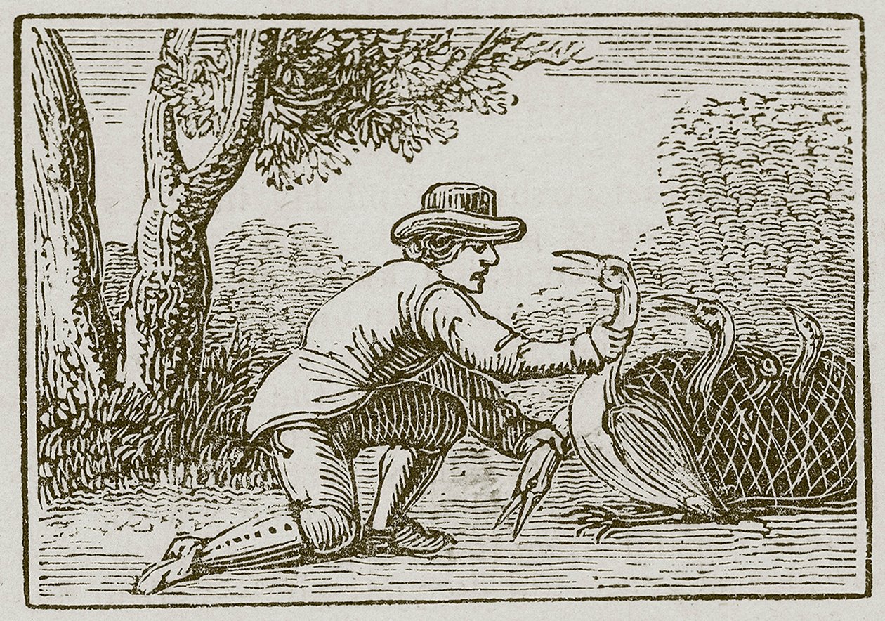 The Husbandman and the Stork by English School