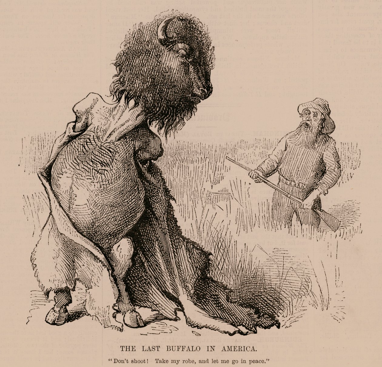 The Last Buffalo in America by English School