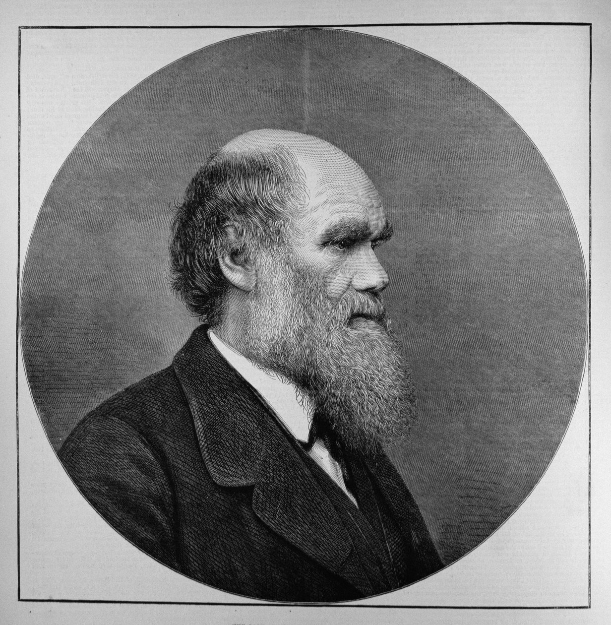 The Late Mr. C. R. Darwin, FRS, LLD by English School