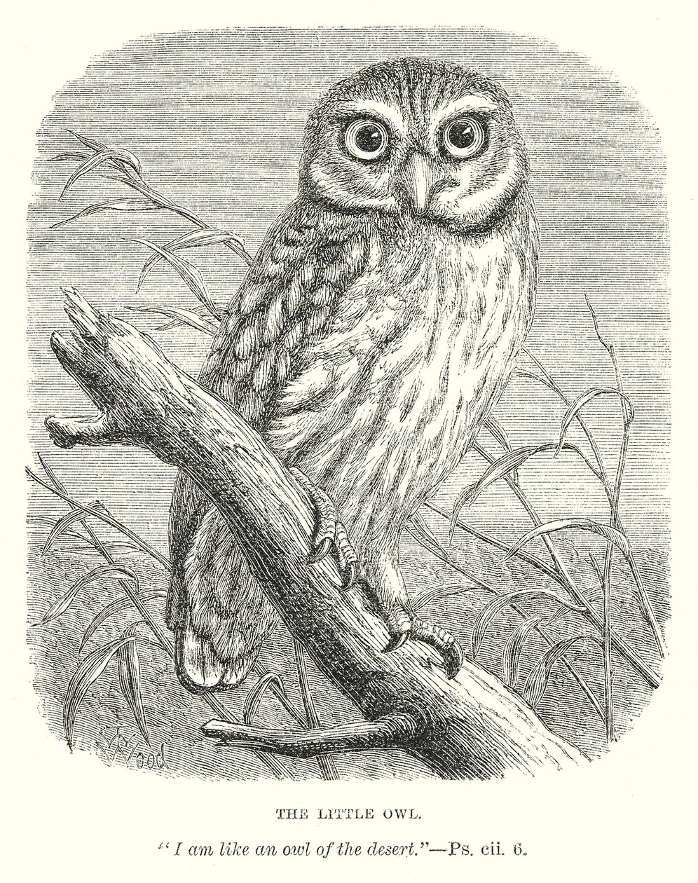 The Little Owl by English School