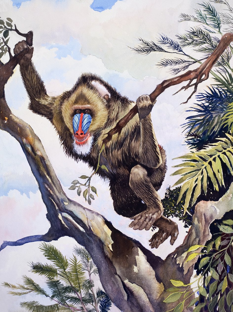 The Monkey Shepherd, from 