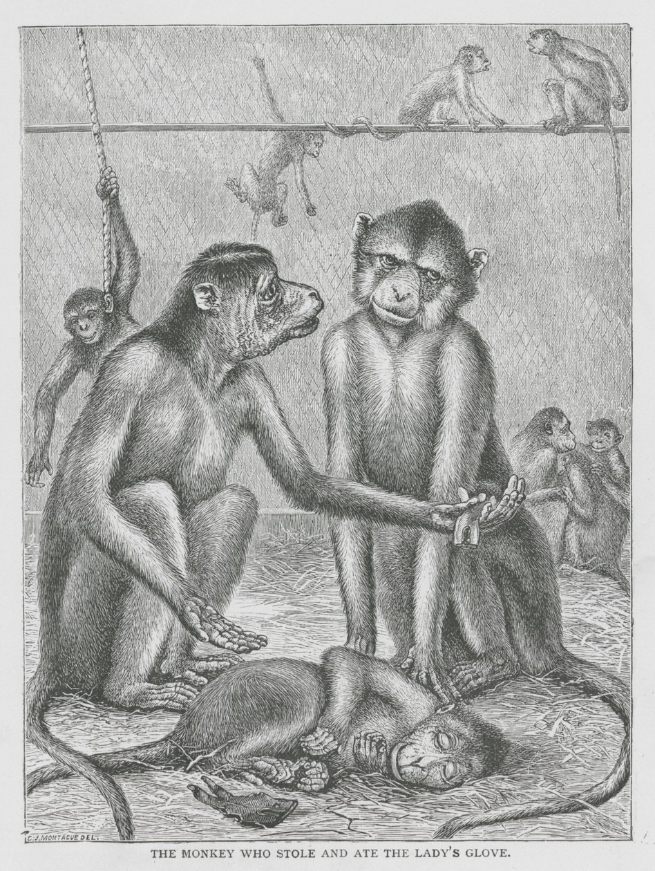 The Monkey Who Stole and Ate the Lady