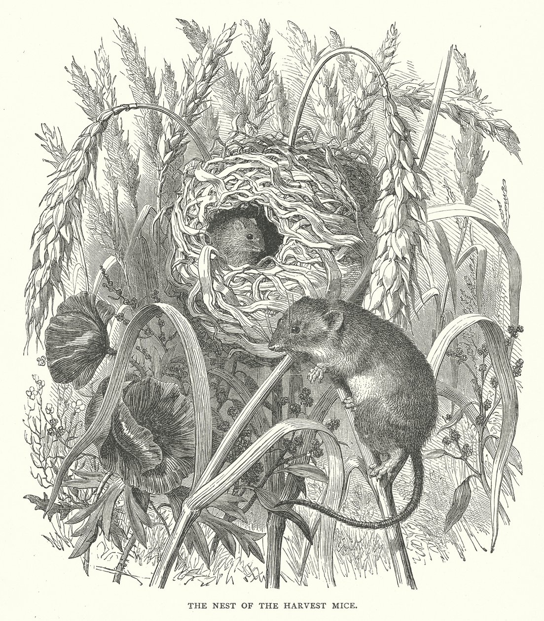 The Nest of the Harvest Mice by English School