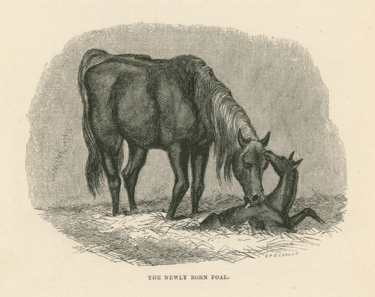 The Newly Born Foal by English School