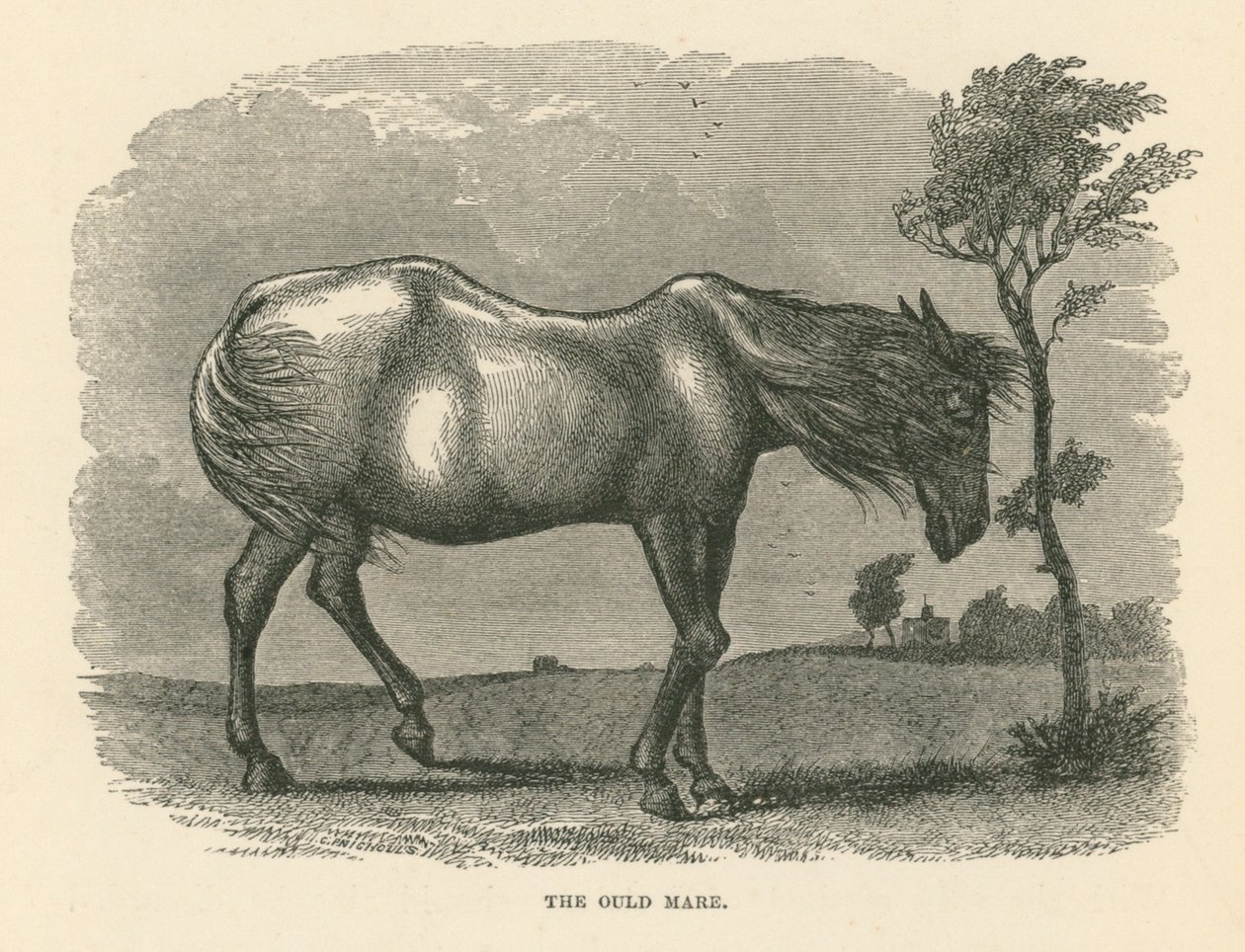 The Old Mare by English School