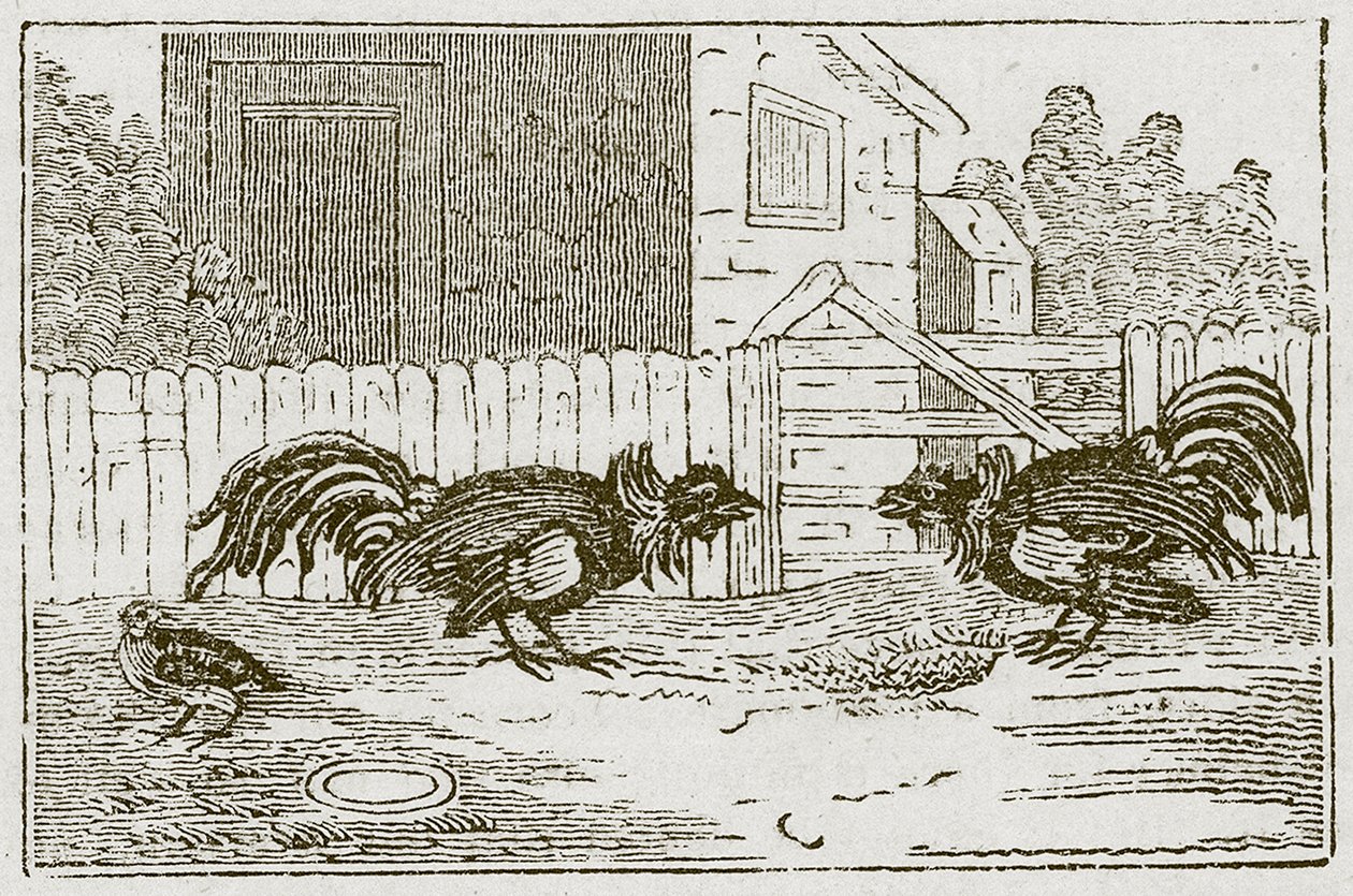 The Partridge and the Cocks by English School