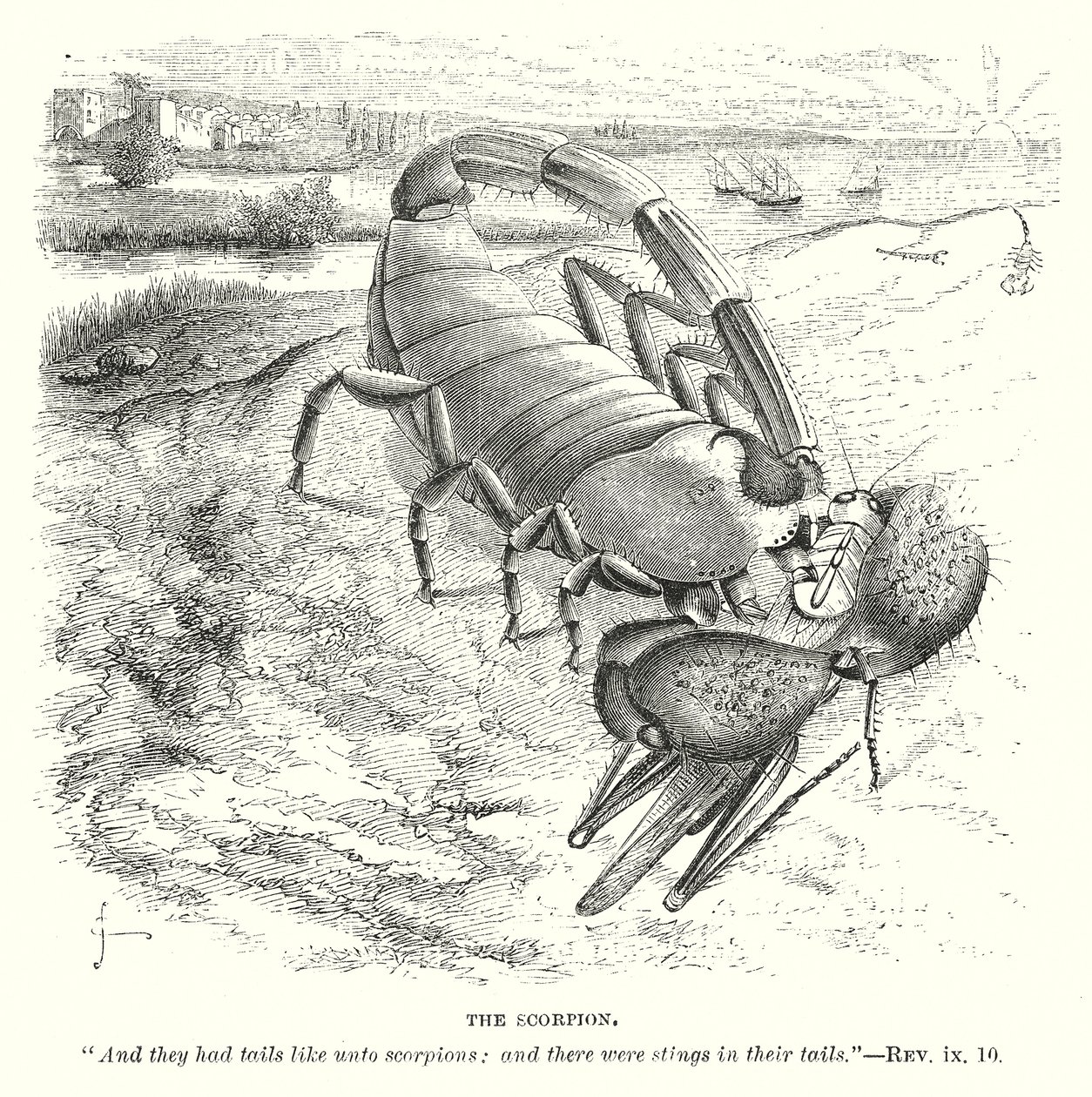 The Scorpion by English School