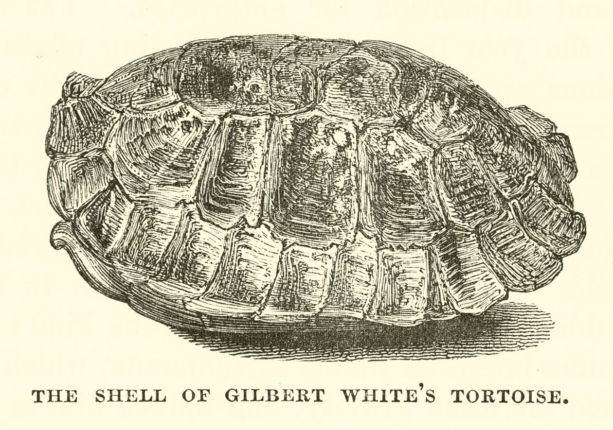 The Shell of Gilbert White
