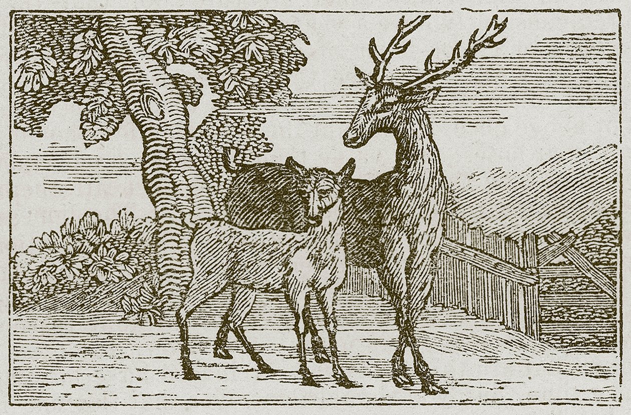 The Stag and the Fawn by English School