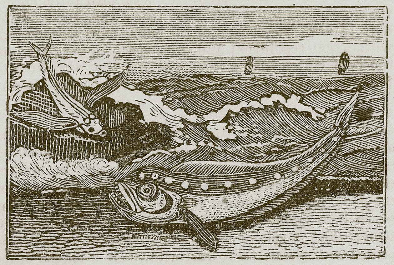 The Thunny and the Dolphin by English School