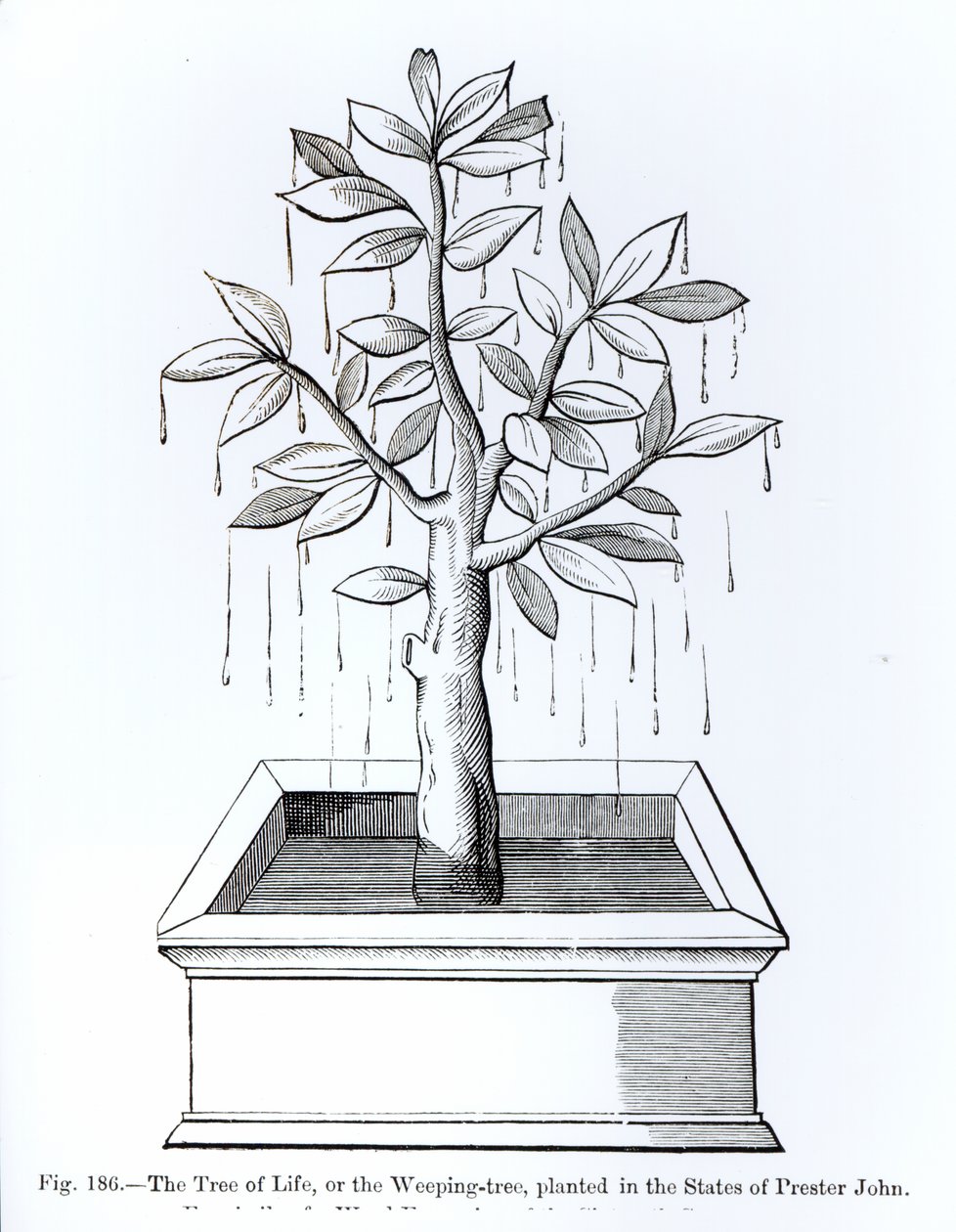 The Tree of Life, or the Weeping Tree, Planted in the States of Prester John, Illustration from Science and Literature in the Middle Ages and the Renaissance, Written and Engraved by Paul Lacroix, 1878 by English School