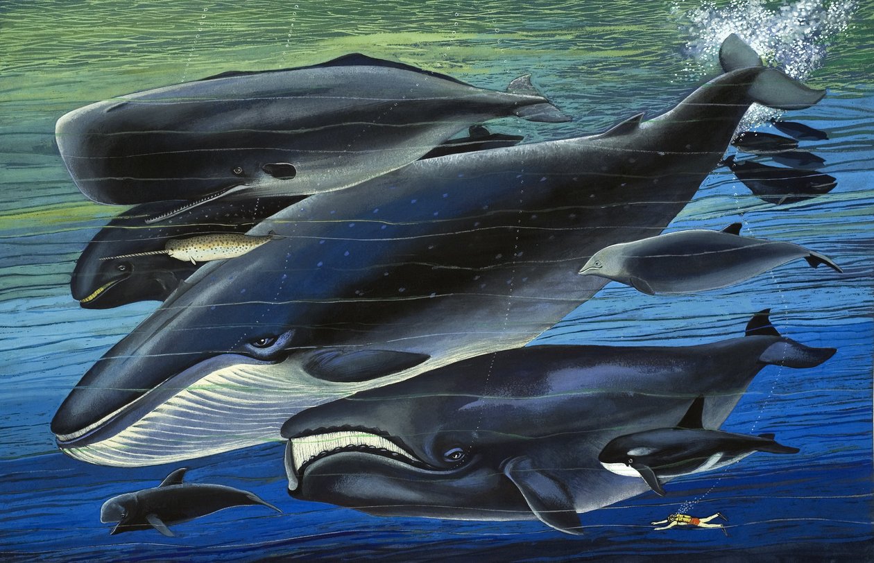 The Whale Family, Illustration from 