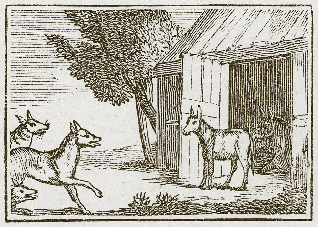 The Wolves and the Sick Ass by English School