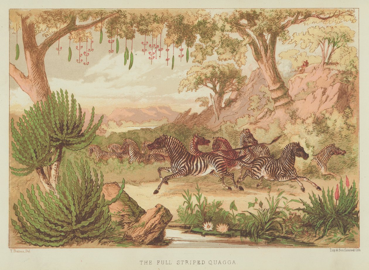 The Full-striped Quagga by English School