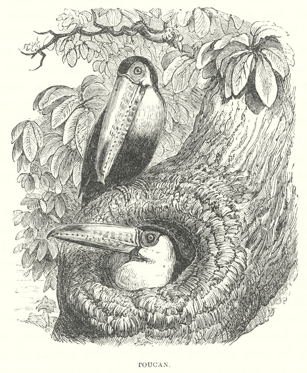 Toucan by English School