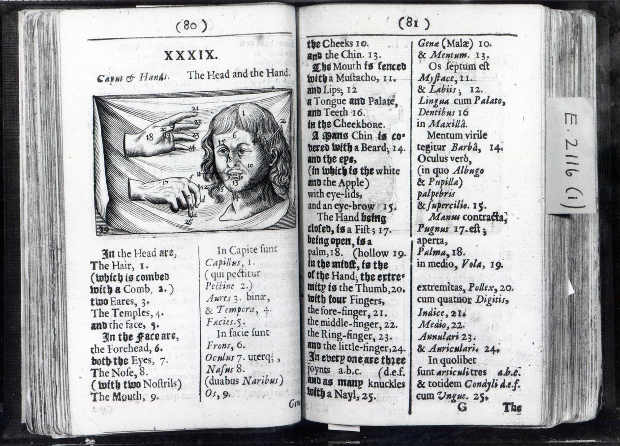 Two pages from Orbis Sensualium Pictus by Comenius, 1659 by English School