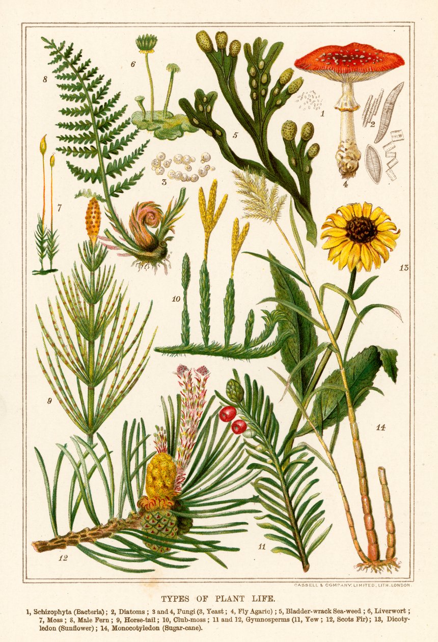 Types of Plant Life by English School