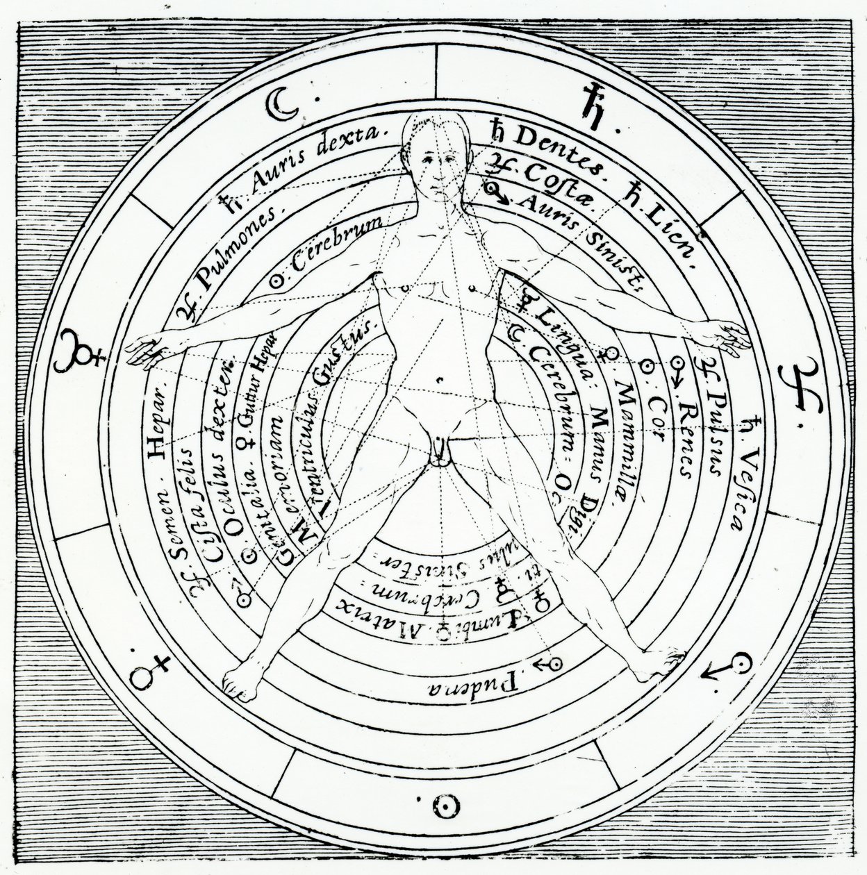 Vitruvian figure, from 