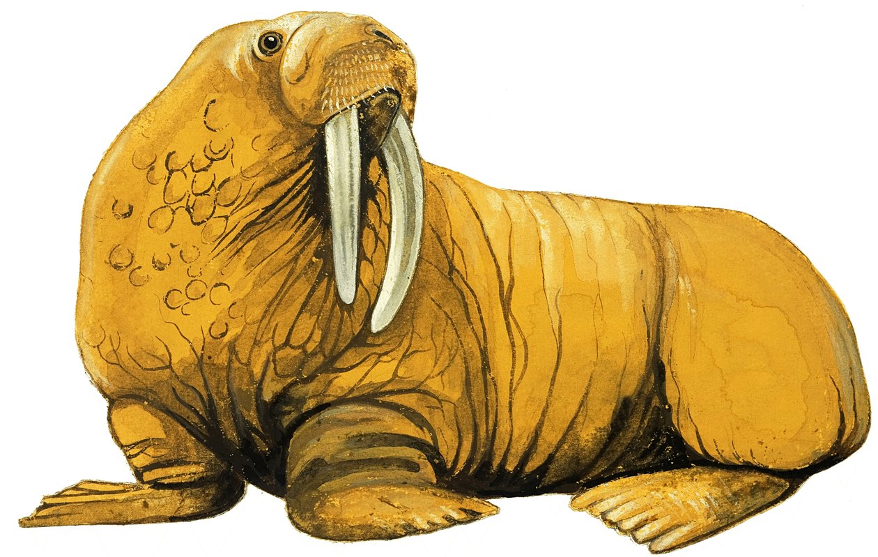 Walrus by English School