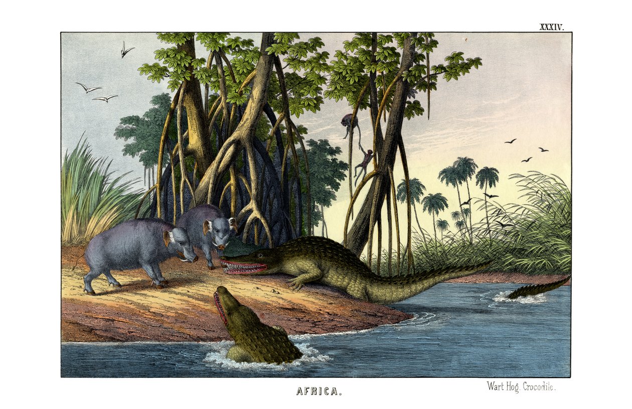 Warthog by English School