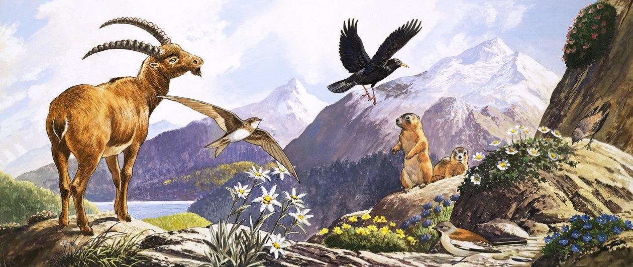 Wildlife in Central Europe, Illustration from 