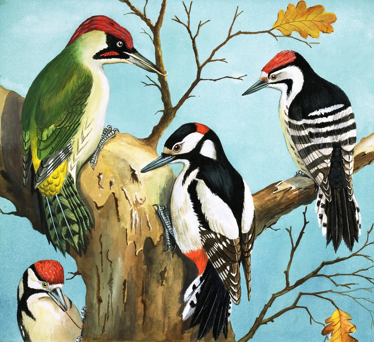 Woodpeckers by English School