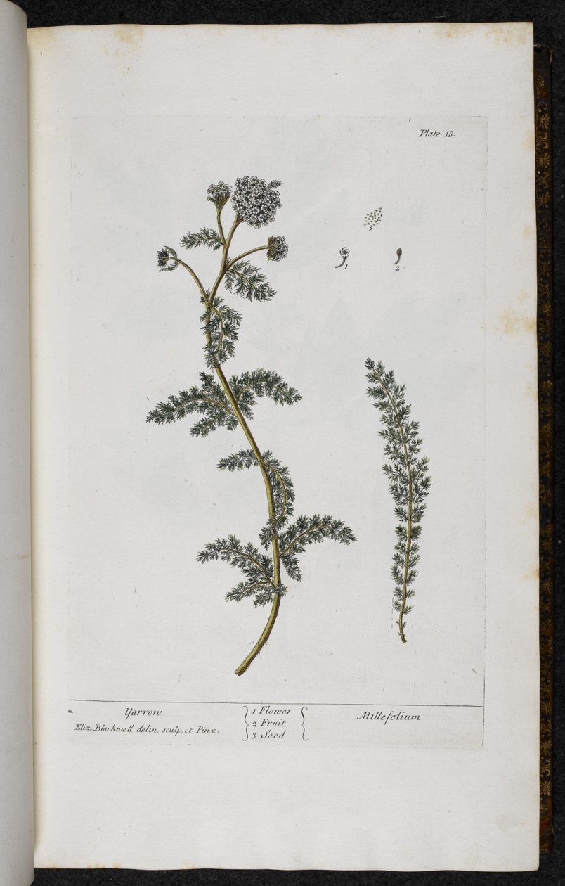 Yarrow, Plate 18 from 