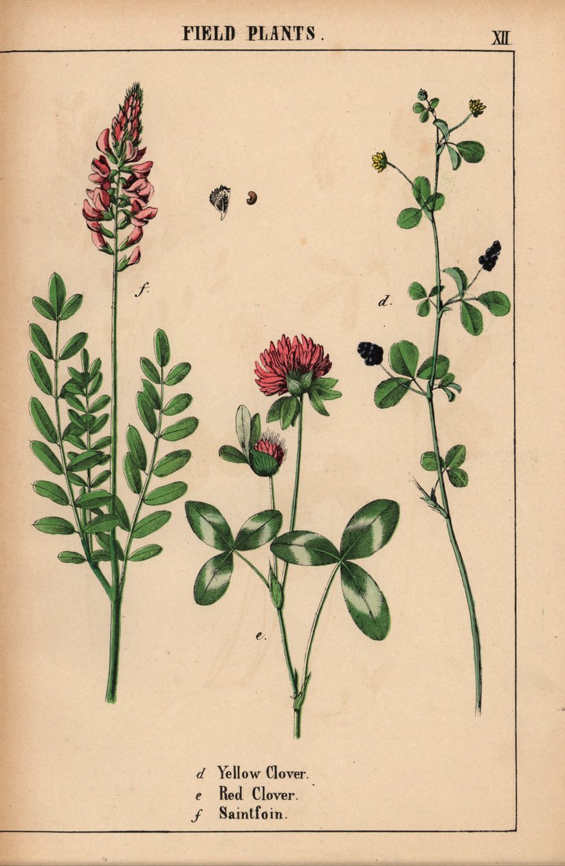Yellow clover, red clover and saintfoin or sainfoin, from 