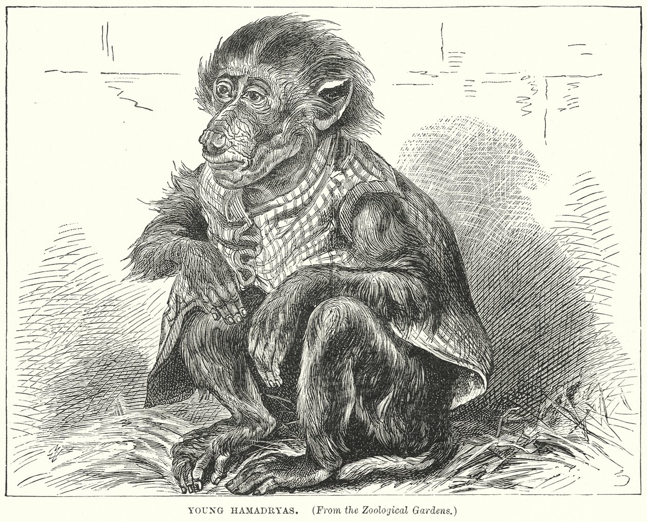 Young Hamadryas by English School