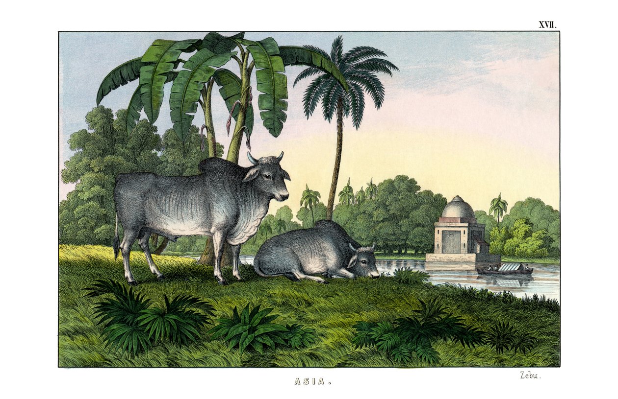 Zebu by English School
