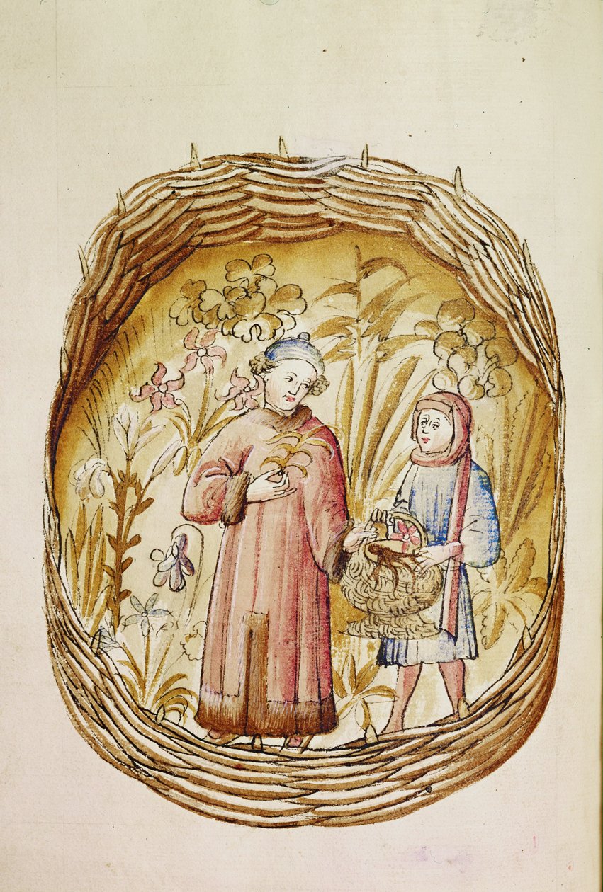 A Pharmacist and His Assistant Collect Herbs and Roots in a Herb-Garden, c.1380-1400 by Erich Lessing
