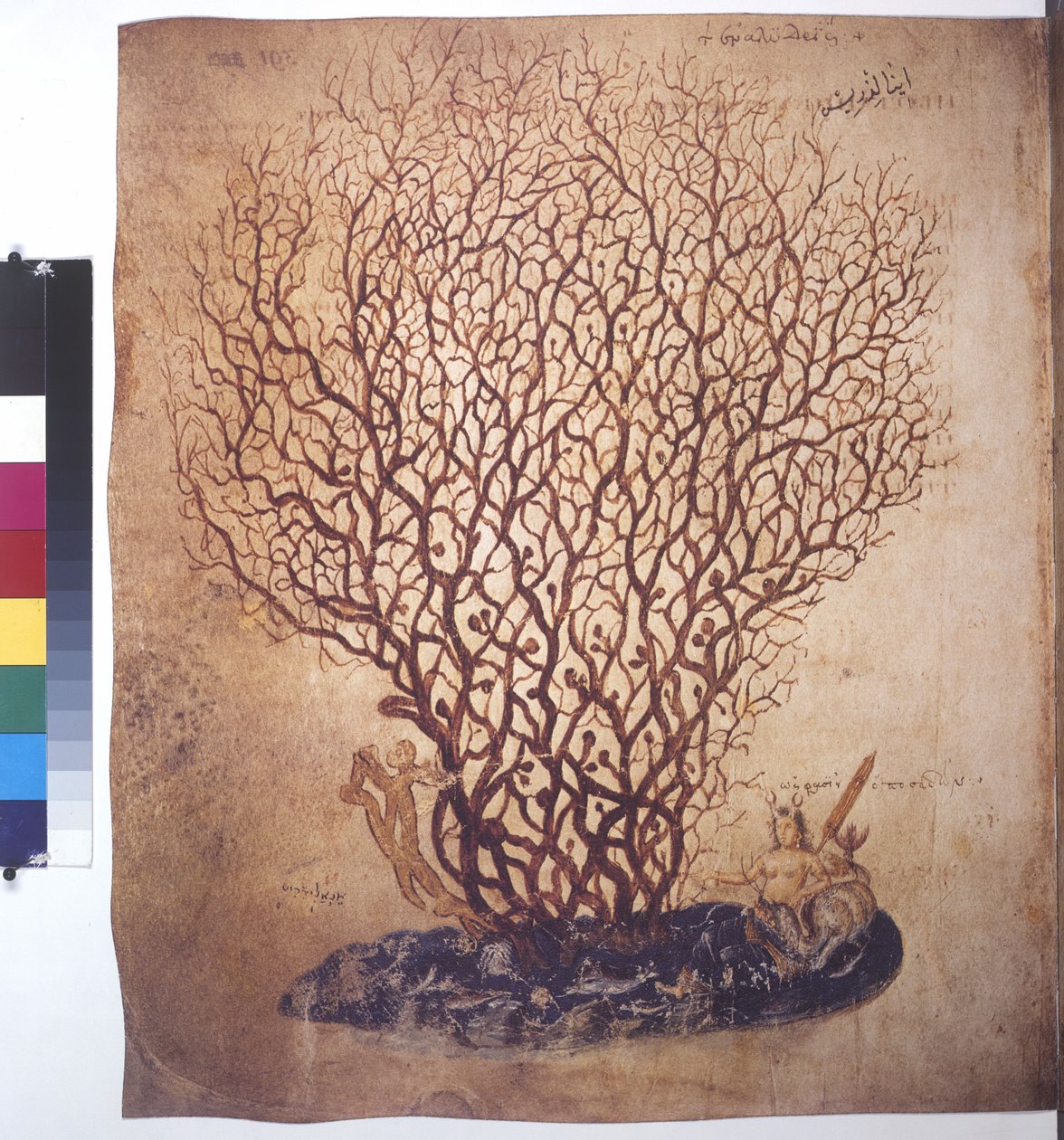 Plant Study by Erich Lessing