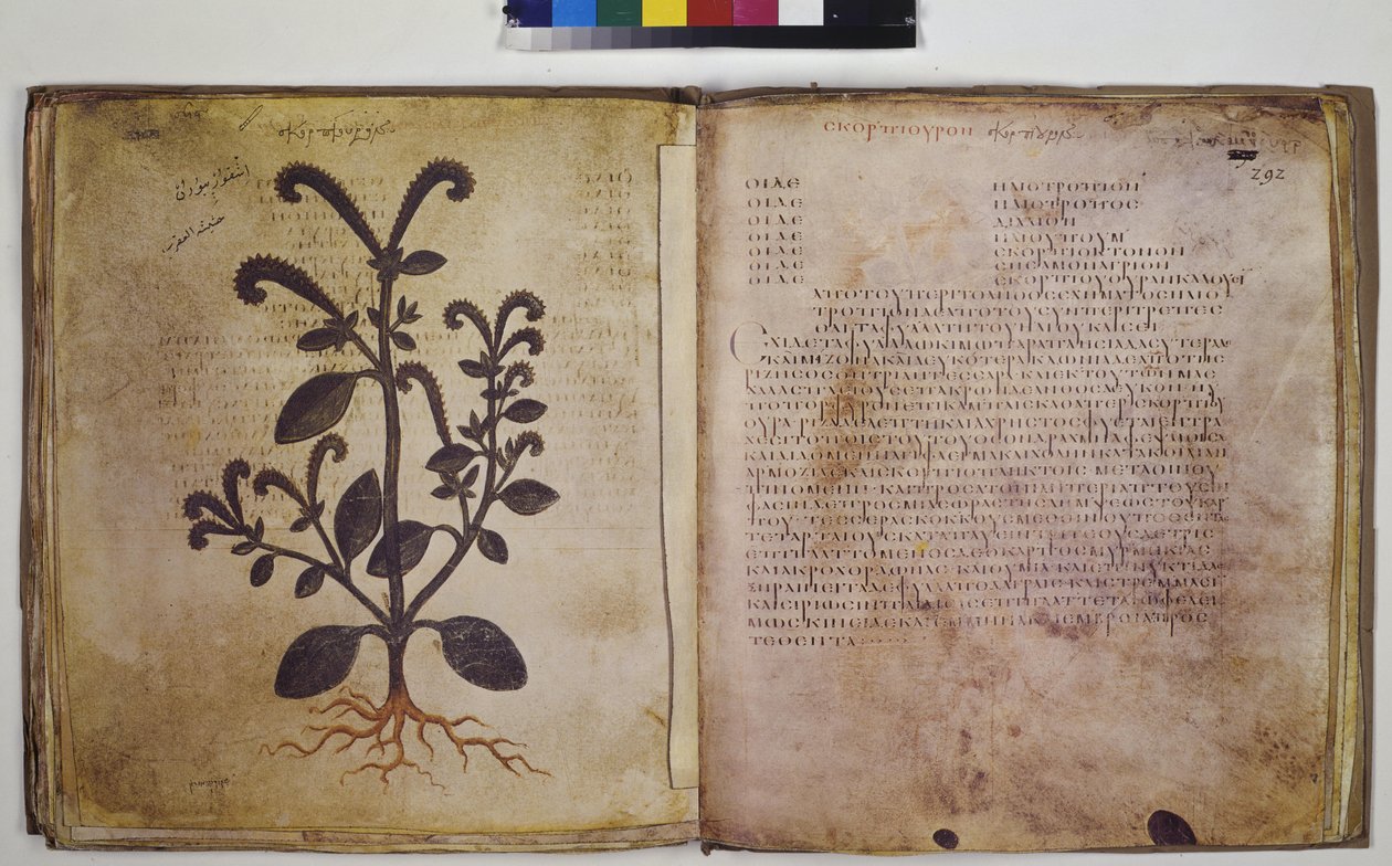 Two Full Pages: Plant Study with Inscription by Erich Lessing