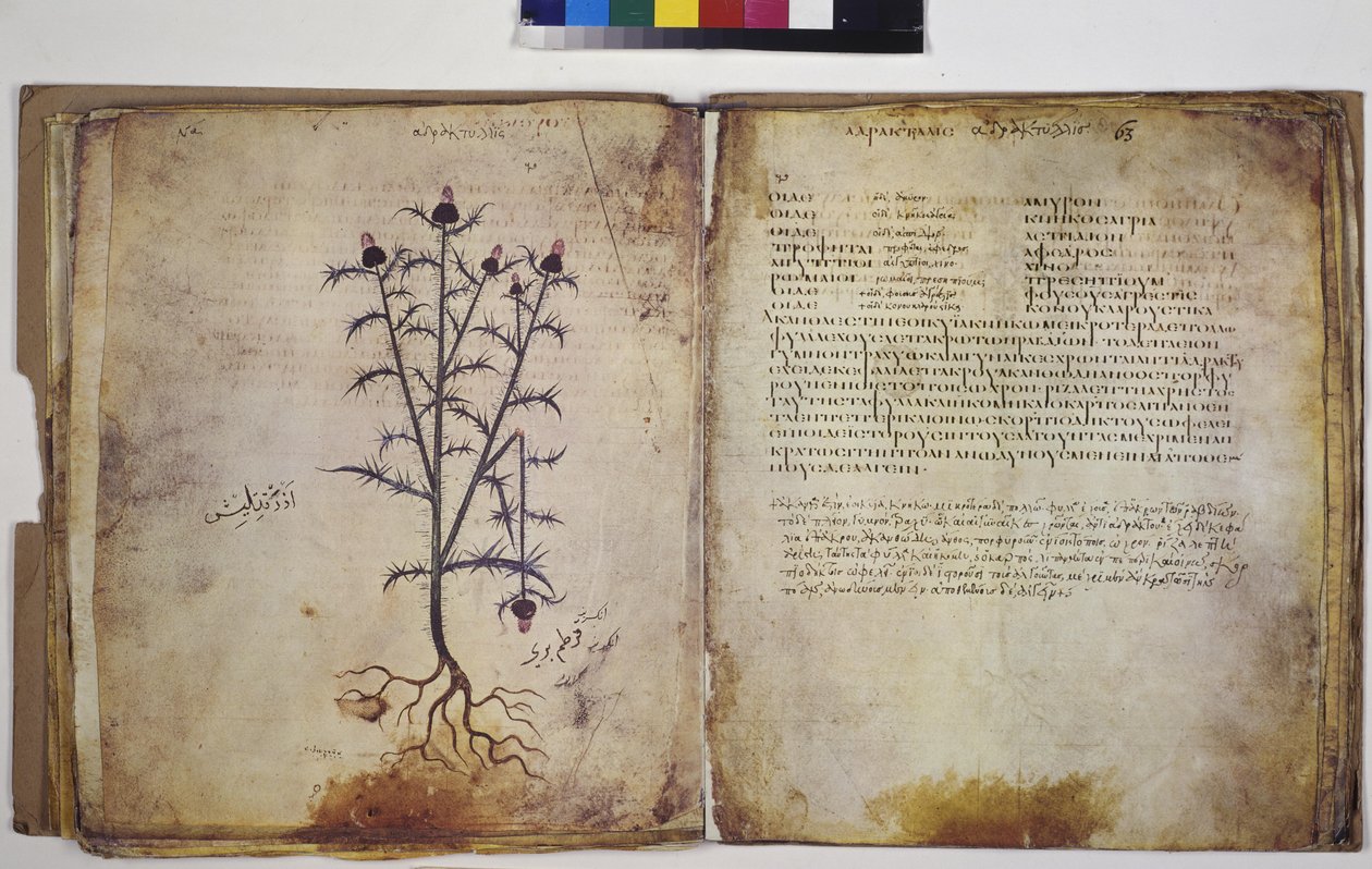 Two Full Pages: Plant Study with Inscription by Erich Lessing