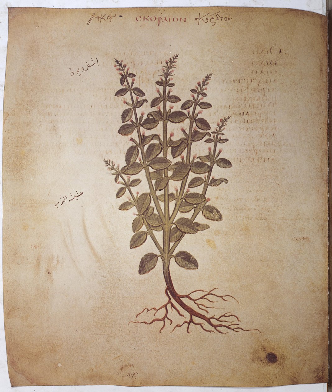 Dioscorides Herbarium: Teucrium Scordium by Erich Lessing
