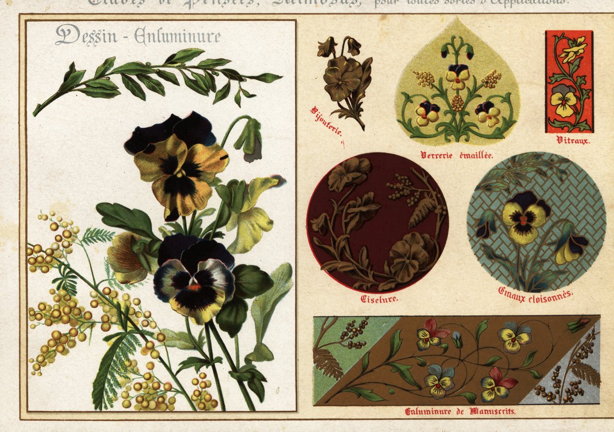 Images of Pansies and Mimosa from Manuscripts and Their Application by Ernest Guillot