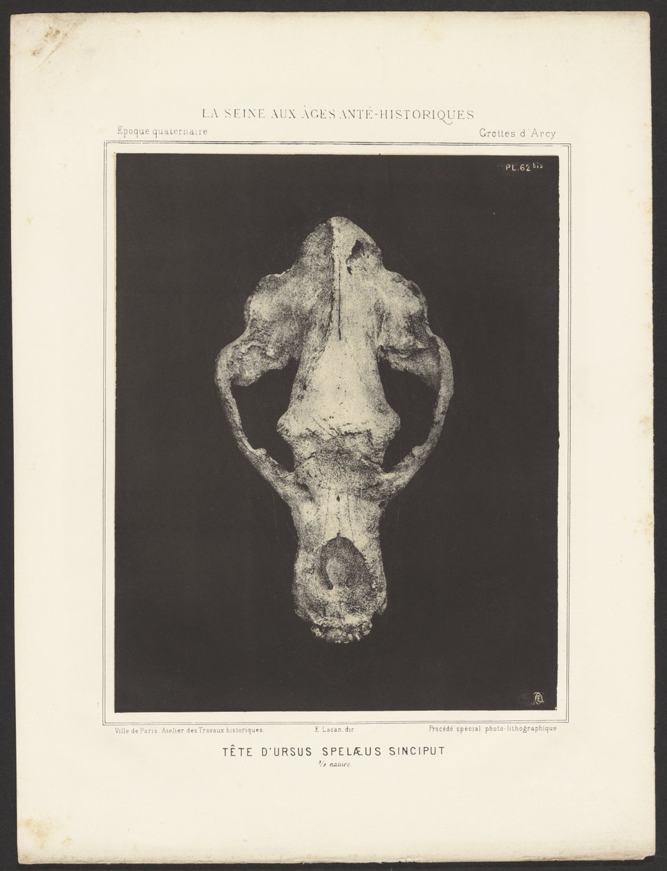 Head of Ursus Spelaeus Sinciput by Ernest Lacan
