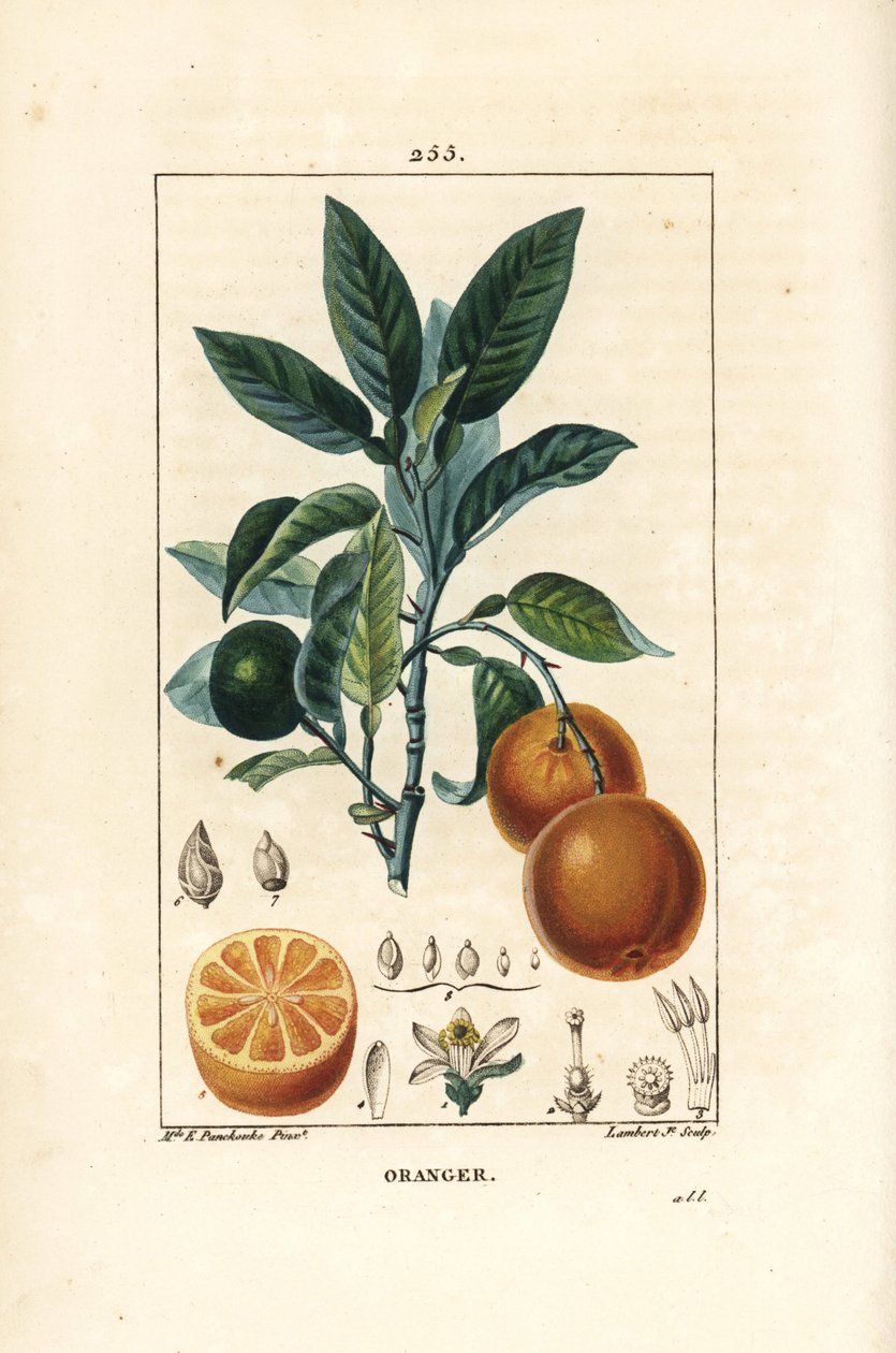 Orange, Citrus Aurantium by Ernestine Panckoucke