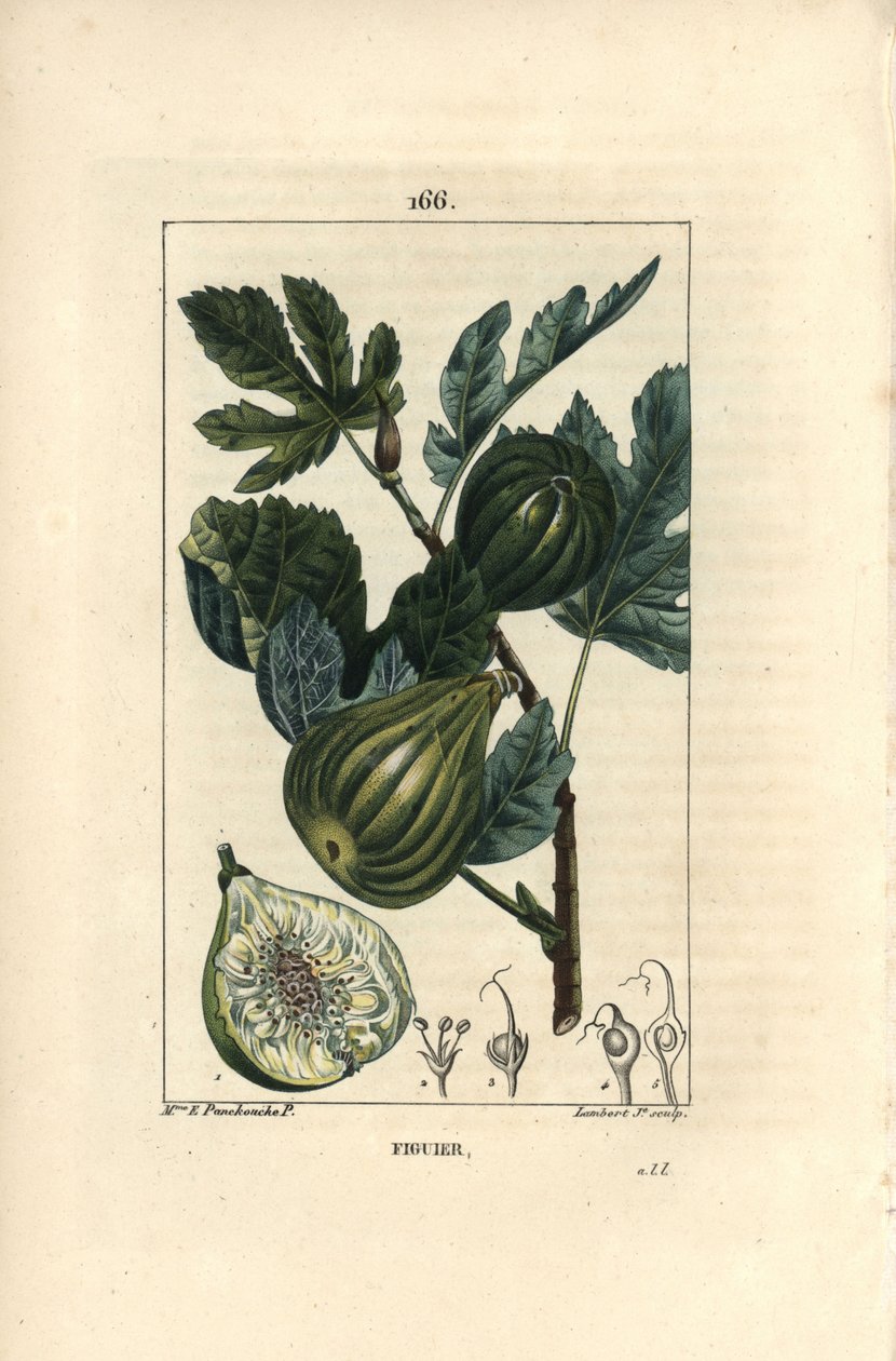 Botanical Board: Fig Tree Branch with Figs by Ernestine Panckoucke